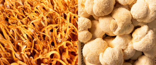 A comprehensive comparison reveals a close-up of vibrant orange cordyceps mushrooms on the left and delicate white lion's mane mushrooms on the right, highlighting their distinct textures.
