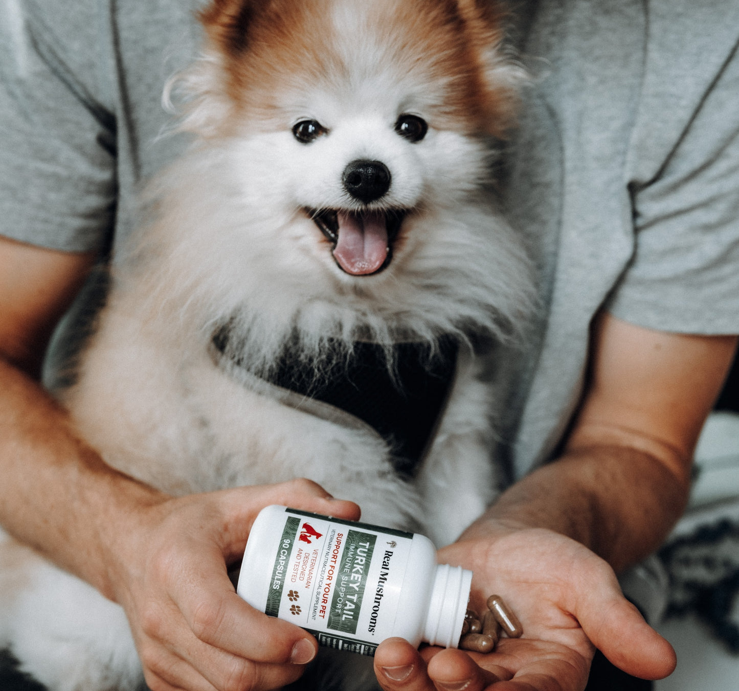 A person holds a small dog and pours Turkey Tail Extract Capsules for Pets by Real Mushrooms, highlighting the benefits of organic mushrooms and rich beta-glucans content.