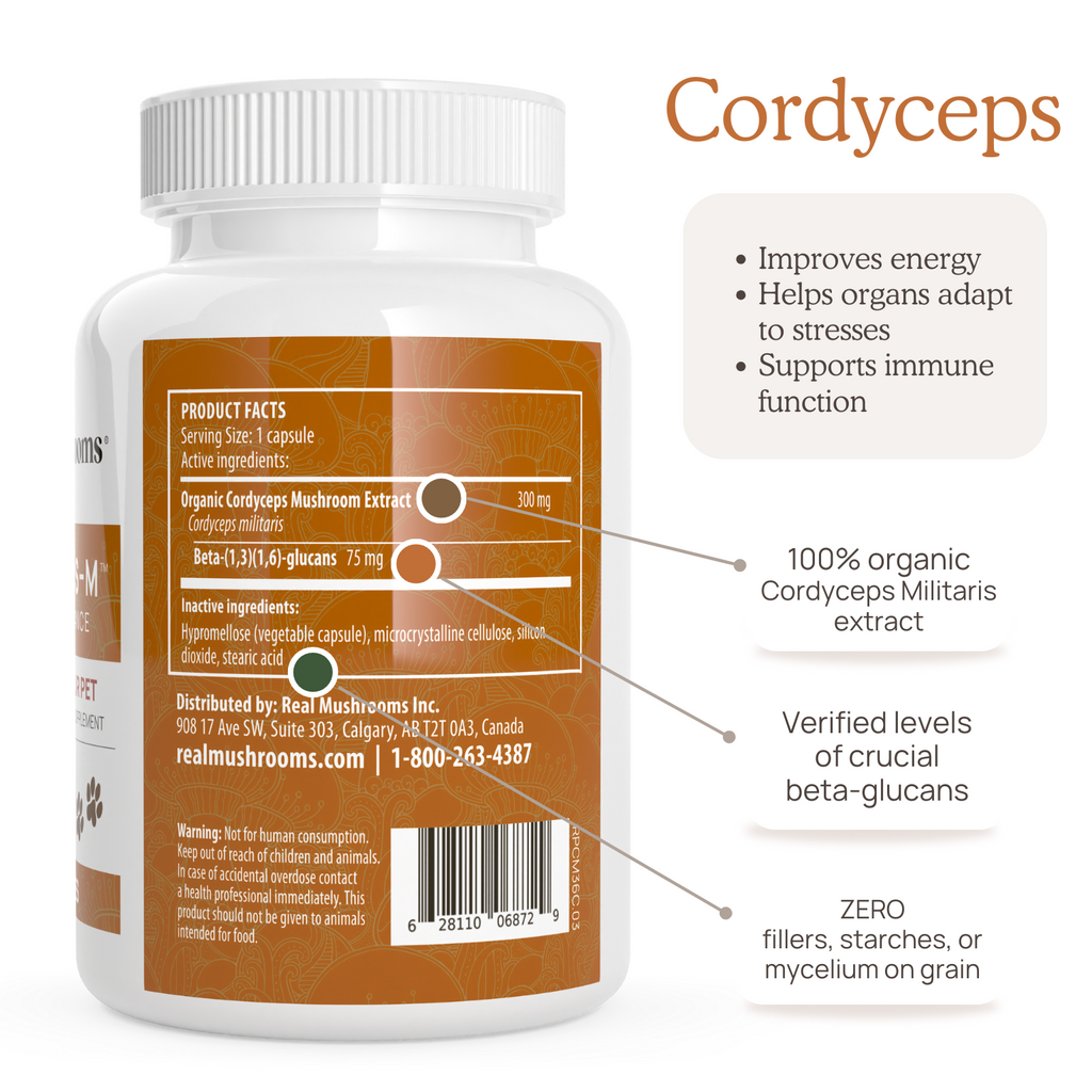 A bottle of Chaga & Cordyceps Pet Capsules Bundle with the label on it by Real Mushrooms.