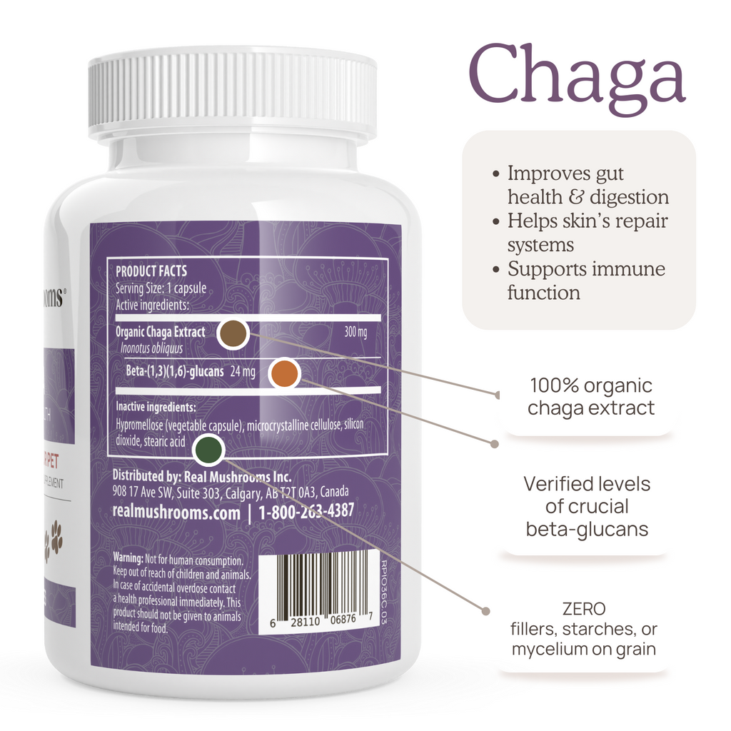 A bottle of Chaga & Cordyceps Pet Capsules Bundle with information on the label from Real Mushrooms.