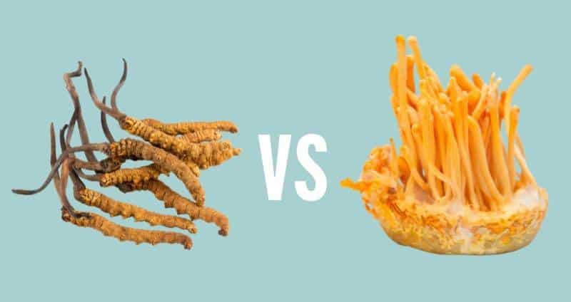 Cordyceps Sinensis vs Militaris: What’s the Best Cordyceps Supplement? cover