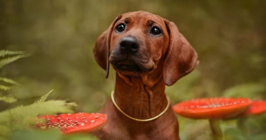 Can Dogs Eat Mushrooms? Facts About Fungi for Your Furry Friend. cover