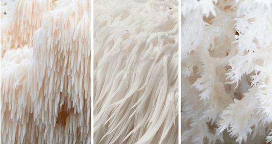 Lion's Mane Mushroom Lookalikes: Picking the Right Mushroom cover
