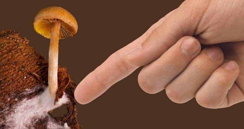 Mushroom Mycelium: What It Is & How It Can Be Useful to Humans cover