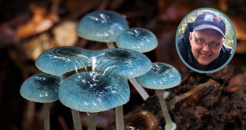 Mycena interrupta (Pixie parasols) alongside a smiling Bronek Burza