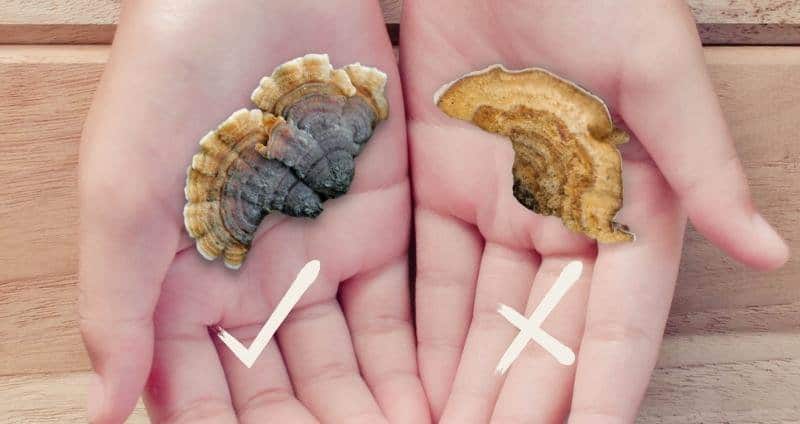 Turkey Tail Mushroom Identification: A 4-Point Checklist cover