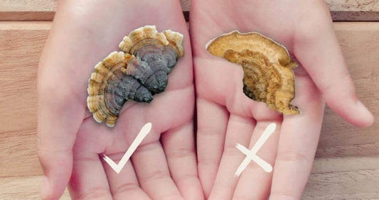 Turkey Tail Mushroom Identification: A 4-Point Checklist cover