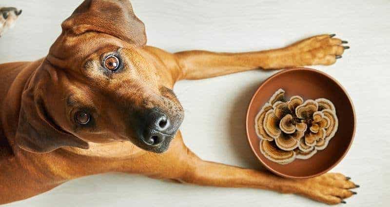 Turkey Tail Mushrooms for Dogs: A Versatile Fungi for Pet Health cover