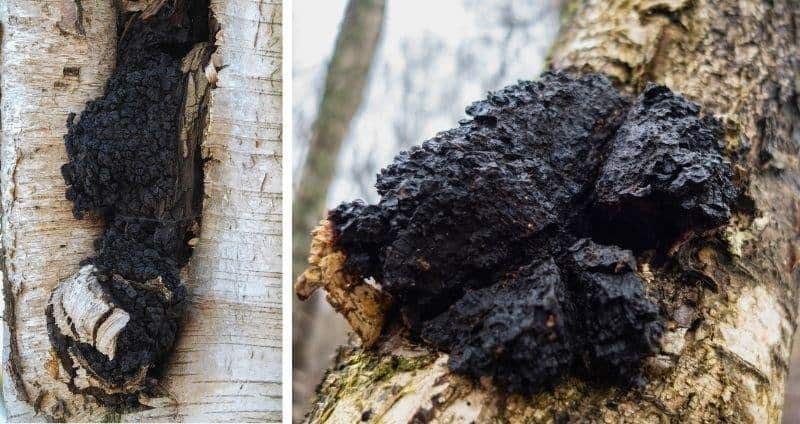 What Trees Does Chaga Grow On? cover