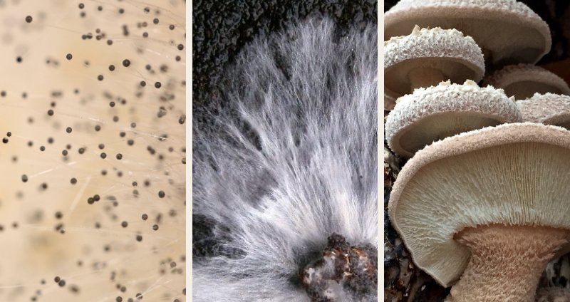 mushroom spores, mycelium & mushroom fruiting bodies