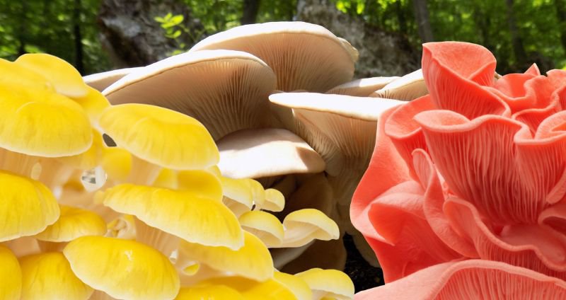 Oyster Mushroom Identification: A Guide for Foragers cover