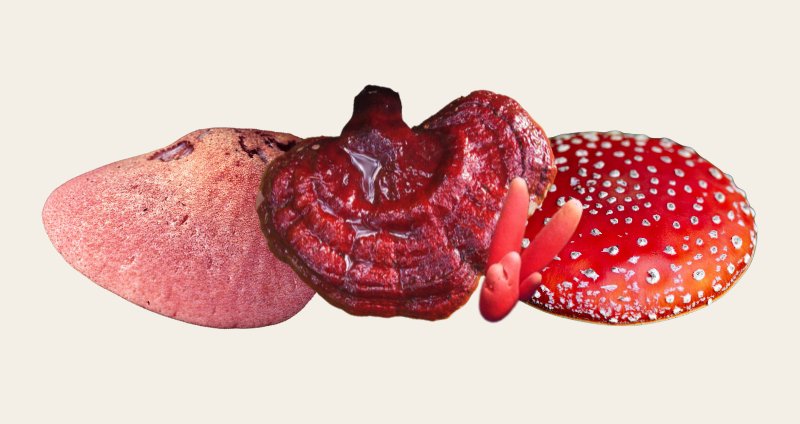 Red Mushroom Roundup: 4 Varieties From Edible to Deadly cover