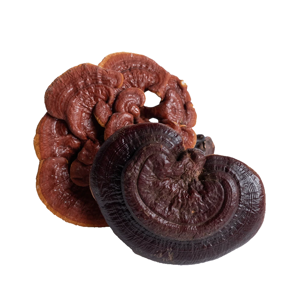 Reishi Mushroom Extracts