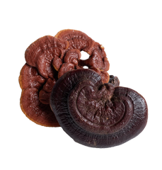 Reishi Mushroom Extracts