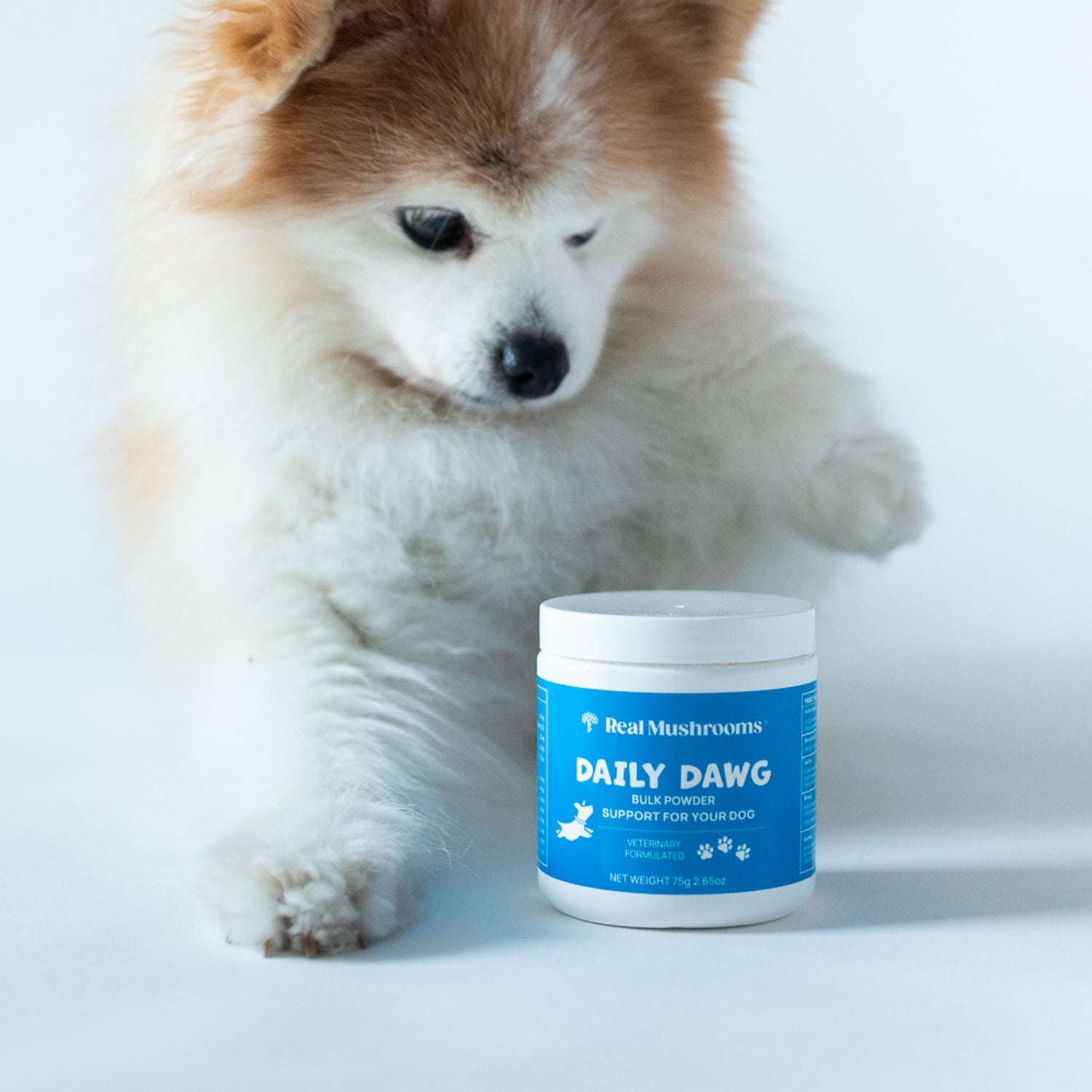 A fluffy dog curiously eyes a container labeled "Daily Dawg Powder for Pets," enriched with beta-glucans and certified organic mushrooms by Real Mushrooms.