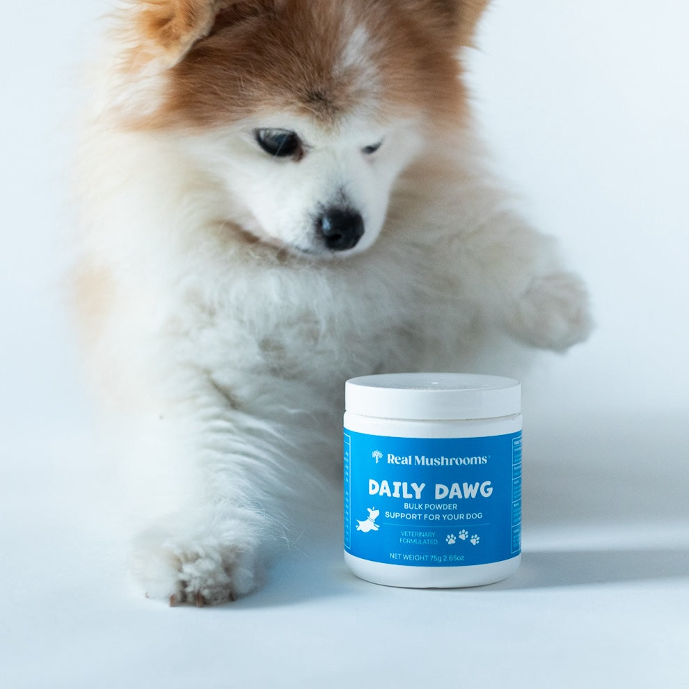 A small fluffy dog stands next to a container labeled "Daily Dawg Powder for Pets" by Real Mushrooms, an organic supplement designed for pet wellness.