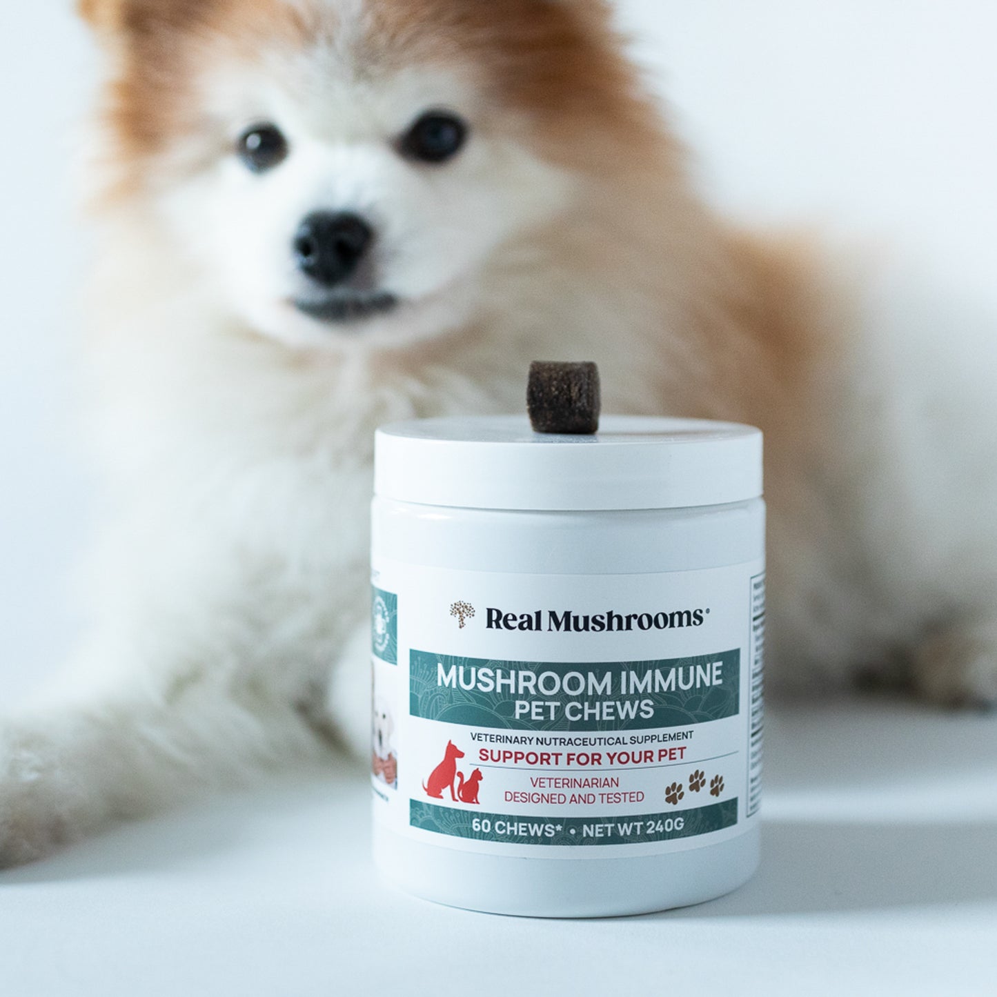 A jar of Mushroom Immune Pet Chews by Real Mushrooms, enriched with organic extracts, takes center stage while a small dog in the background looks toward the camera.