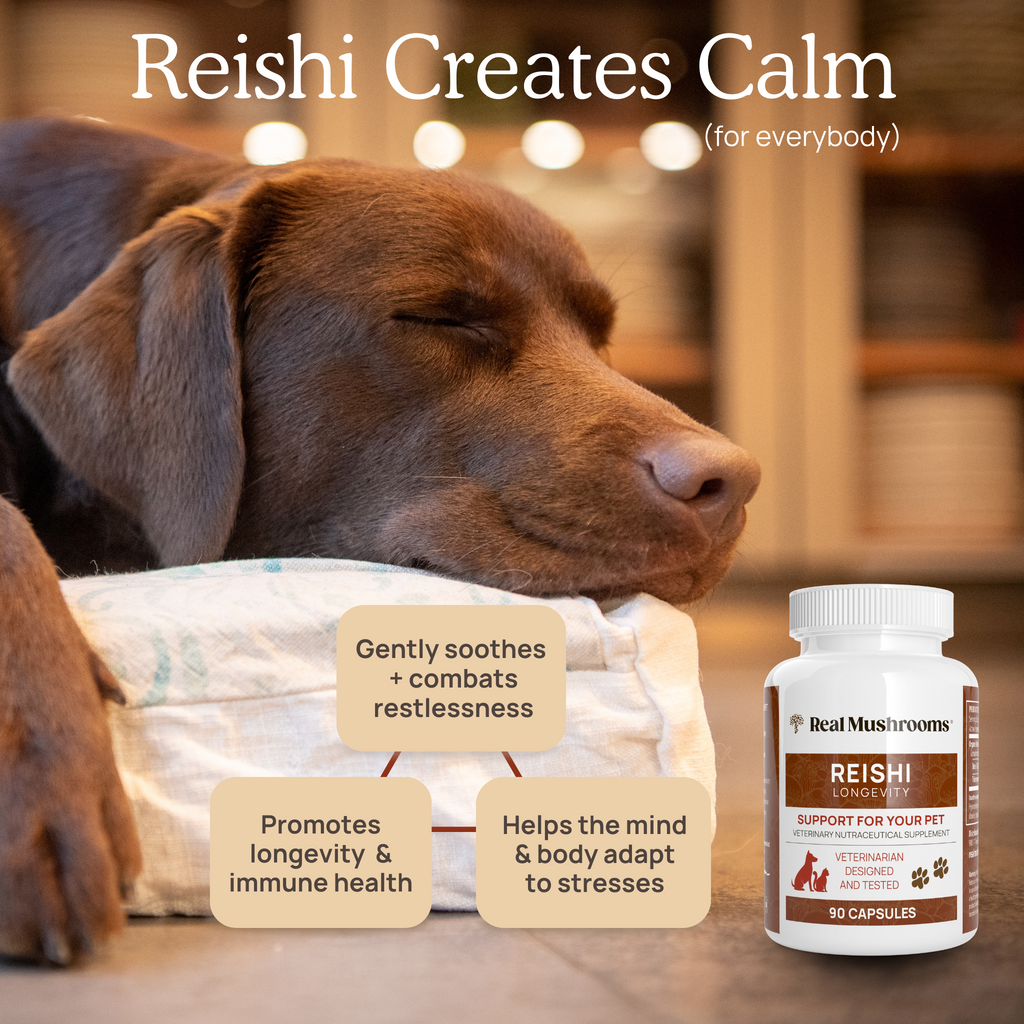 A dog sleeping on a pillow with the words Calm Pet Bundle, creating calm and promoting relaxation for pets by Real Mushrooms.