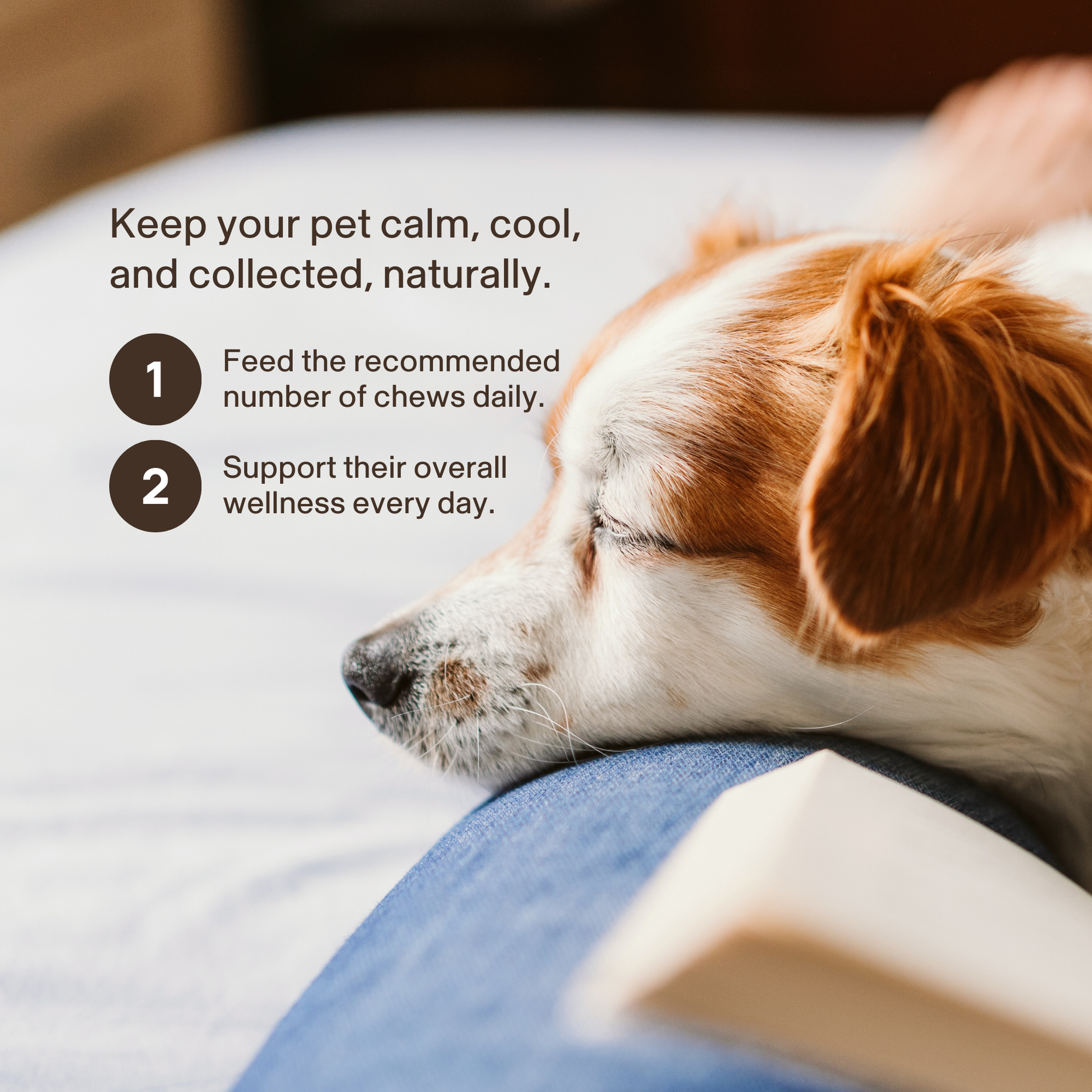 A small dog rests its head on a person's knee next to an open book, with wellness tips and Real Mushrooms’ Mushroom Relax Pet Chews displayed beside it.