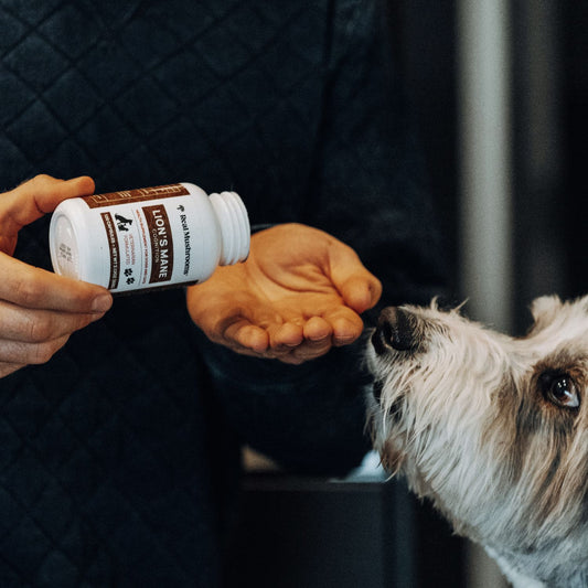 A person pours Real Mushrooms Organic Lions Mane Extract Capsules for Pets into their hand while a dog looks attentively at the bottle.