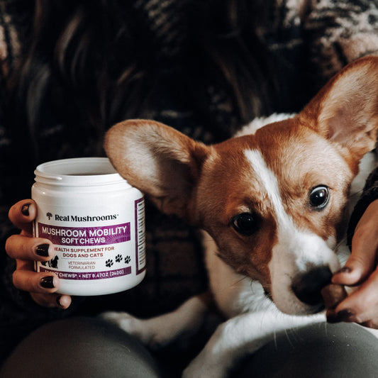 A person holds a container of Real Mushrooms Mushroom Mobility Pet Chews, a hip and joint supplement for pets, while petting a small brown and white dog.
