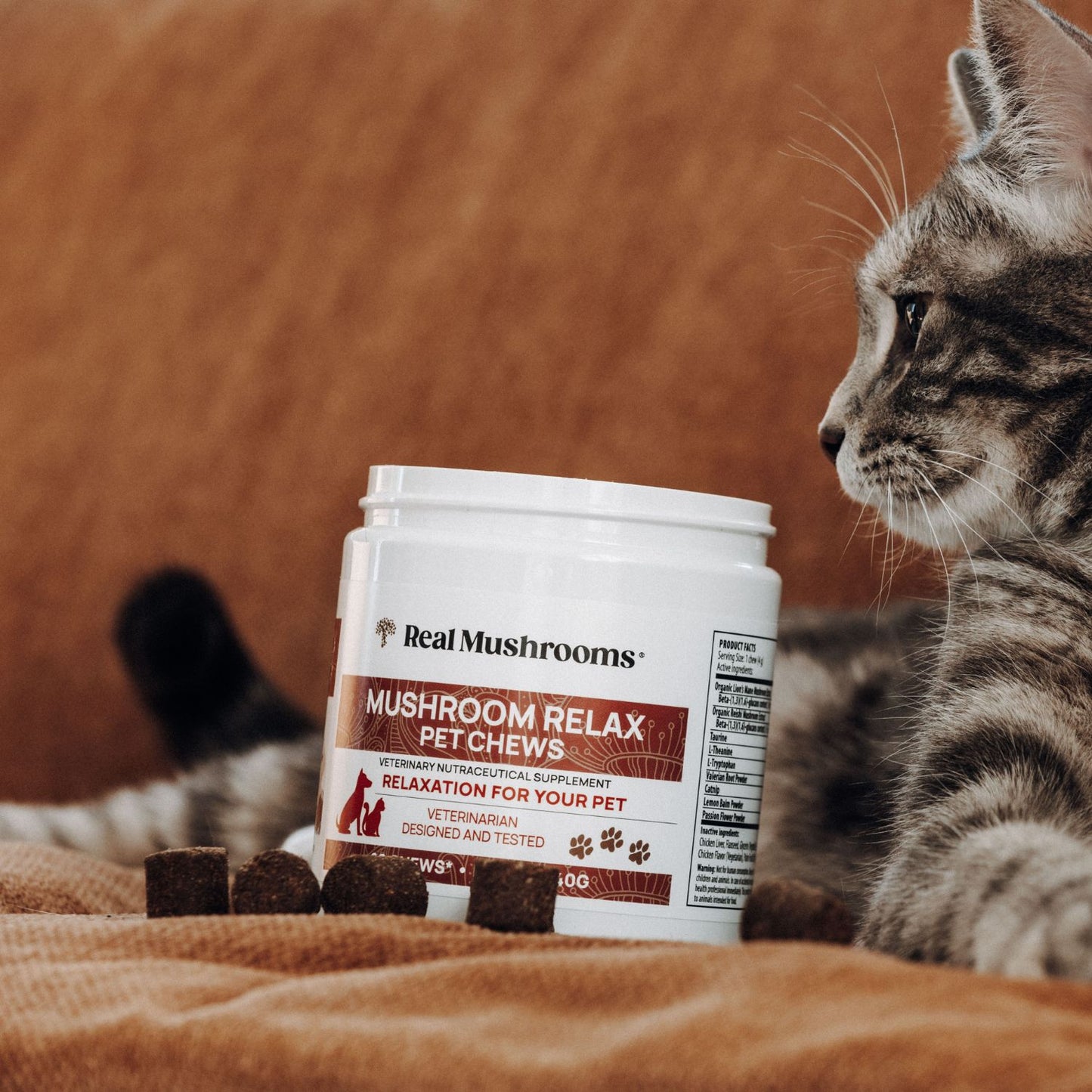 A tabby cat sits beside a container of Real Mushrooms’ Mushroom Relax Pet Chews, with several calming chews displayed on a brown surface.