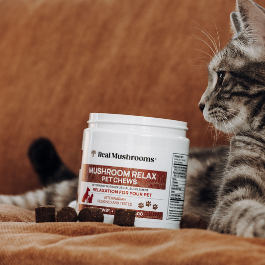 A tabby cat lies on a couch beside a container of Real Mushrooms Mushroom Relax Pet Chews, with several calming chews for pets in front.