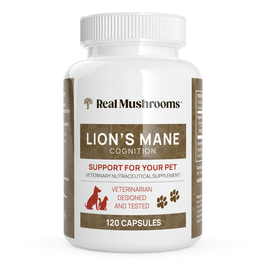A white bottle labeled "Organic Lions Mane Extract Capsules for Pets" by Real Mushrooms, an organic supplement with 120 capsules, veterinarian designed and tested, featuring Lion's Mane mushrooms for pet cognitive support.