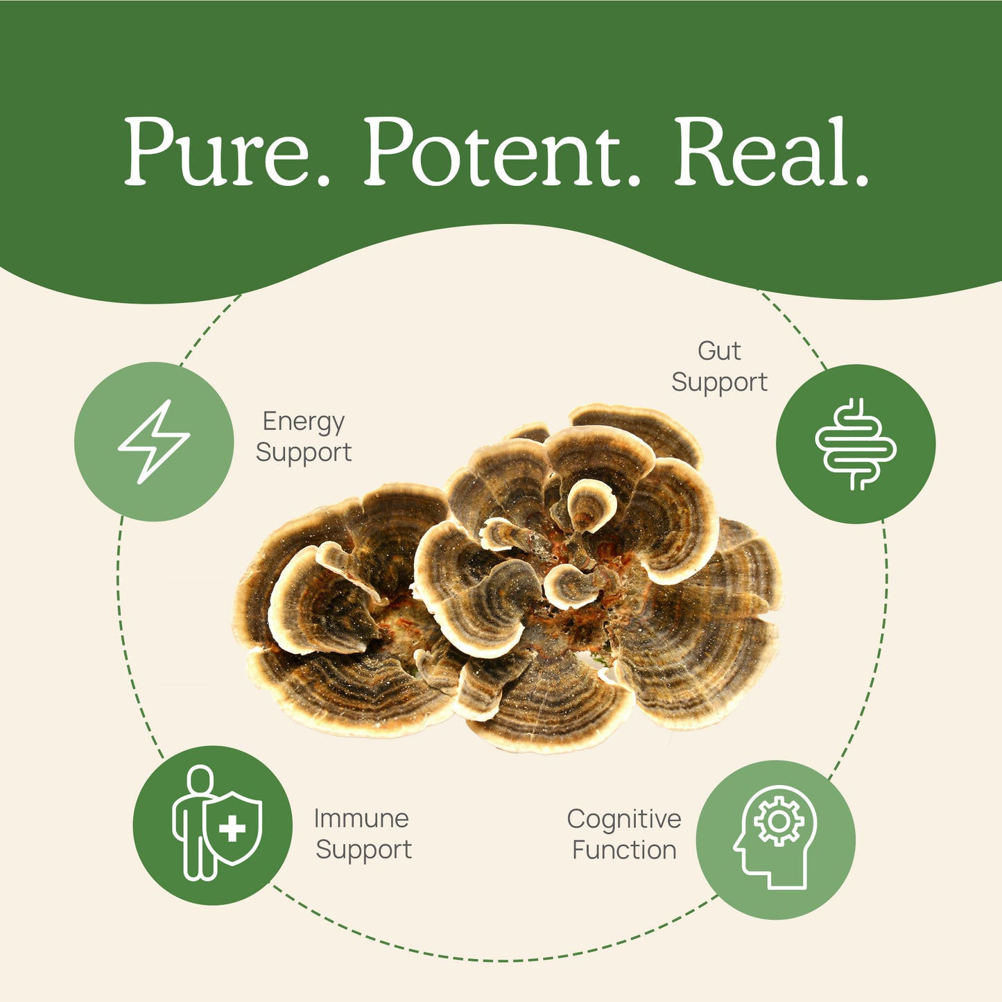 A poster featuring the words "Turkey Tail Extract Capsules for Pets" by Real Mushrooms.