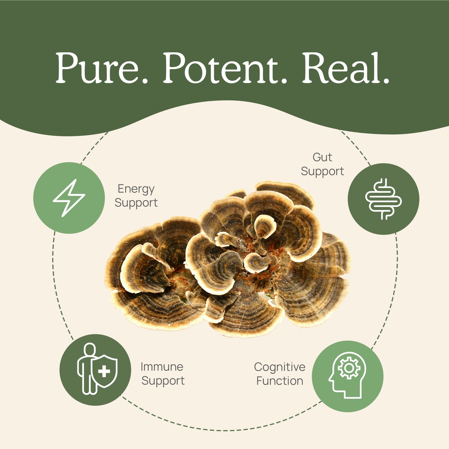 Real Mushrooms' Pure Potent Organic Turkey Tail Mushroom Capsules.