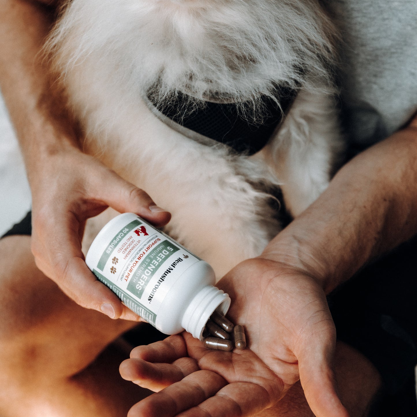 A person carefully pours capsules from a bottle labeled "5 Defenders Organic Mushroom Blend Capsules for Pets" by Real Mushrooms, rich in beta-glucans, into their hand while holding a dog on their lap.