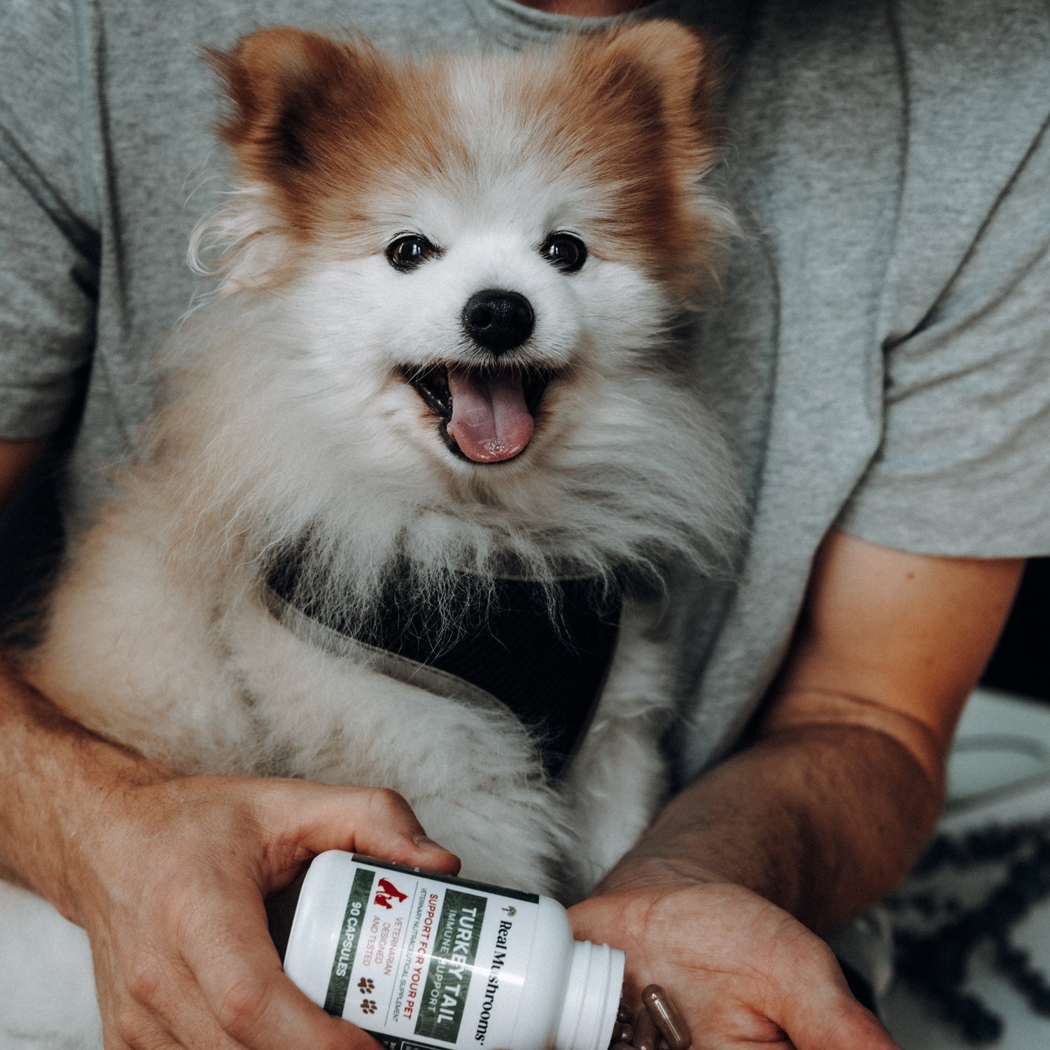 A fluffy dog with its tongue out sits on a person's lap, while the person holds a bottle of Real Mushrooms Turkey Tail Extract Capsules for Pets.