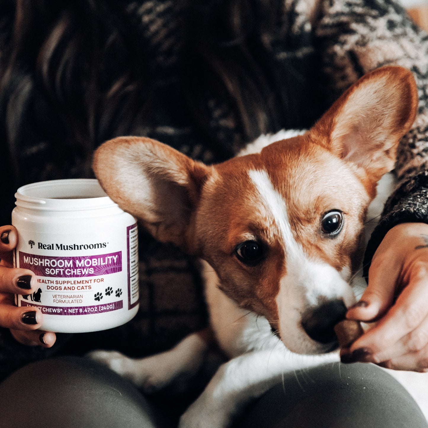 Someone holds a container labeled "Mushroom Mobility Pet Chews" by Real Mushrooms, highlighting its natural ingredients, while a corgi enjoys a treat in their lap. These chews support pet joint health with mushroom beta-glucans.