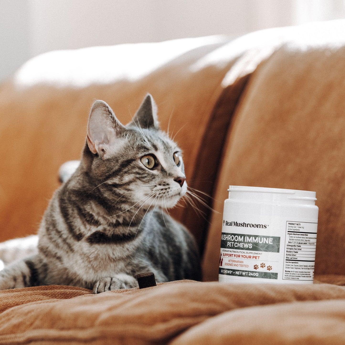 A tabby cat sits on the couch, curiously eyeing a container of Real Mushrooms' Mushroom Immune Pet Chews.