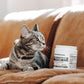 A tabby cat sits on the couch, curiously eyeing a container of Real Mushrooms' Mushroom Immune Pet Chews.