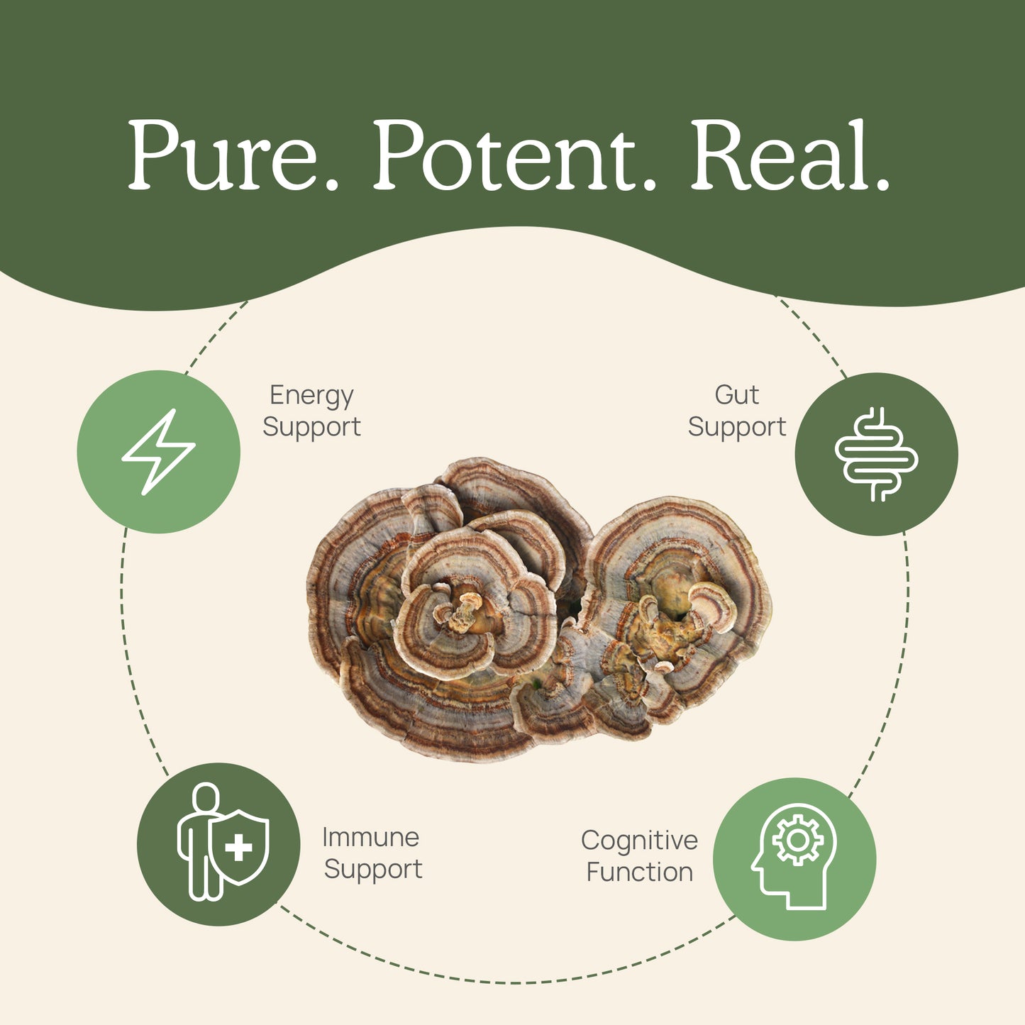 The image highlights the phrase "Pure. Potent. Real." above a diagram featuring certified organic turkey tail mushrooms, accompanied by icons that represent energy support, gut support, immune support, and cognitive function—emphasizing the powerful benefits of beta-glucans in Real Mushrooms' Turkey Tail Extract Capsules for Pets.