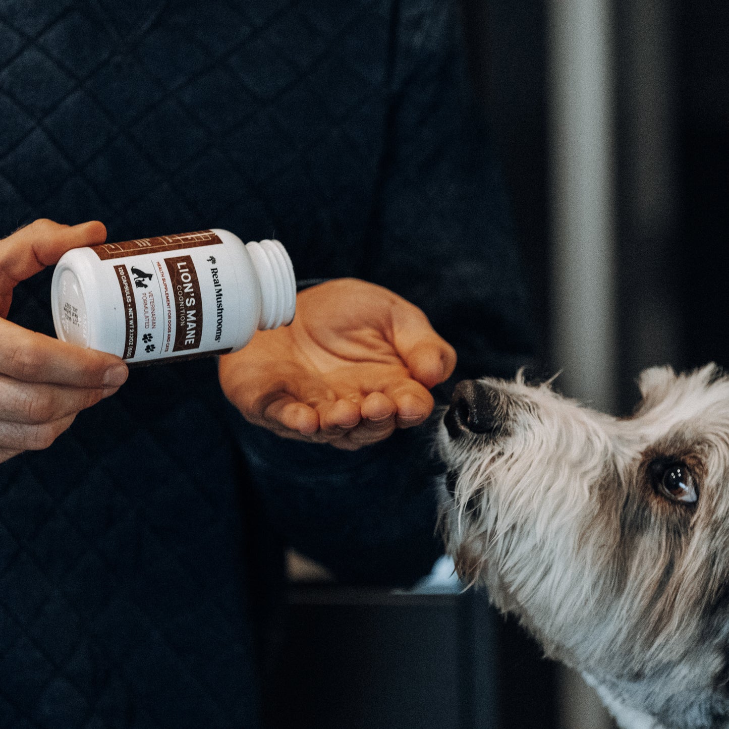 Under the curious gaze of a dog, a person gently pours Real Mushrooms' Organic Lions Mane Extract Capsules for Pets into their hand, appreciating the benefits of organic mushrooms.