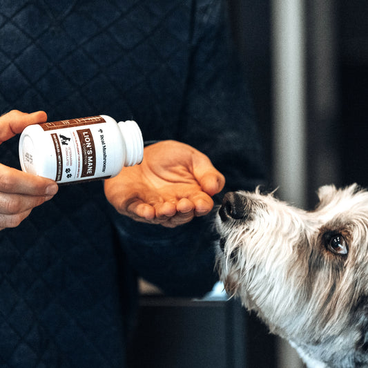 A person pours Real Mushrooms Organic Lions Mane Extract Capsules for Pets into their hand as a dog looks on, curious about the Lion’s Mane benefits and rich beta-glucans content.