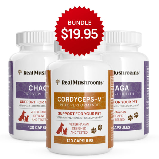 Promotional bundle of three Chaga & Cordyceps Pet Capsules bottles for pets, priced at $19.95 by Real Mushrooms.