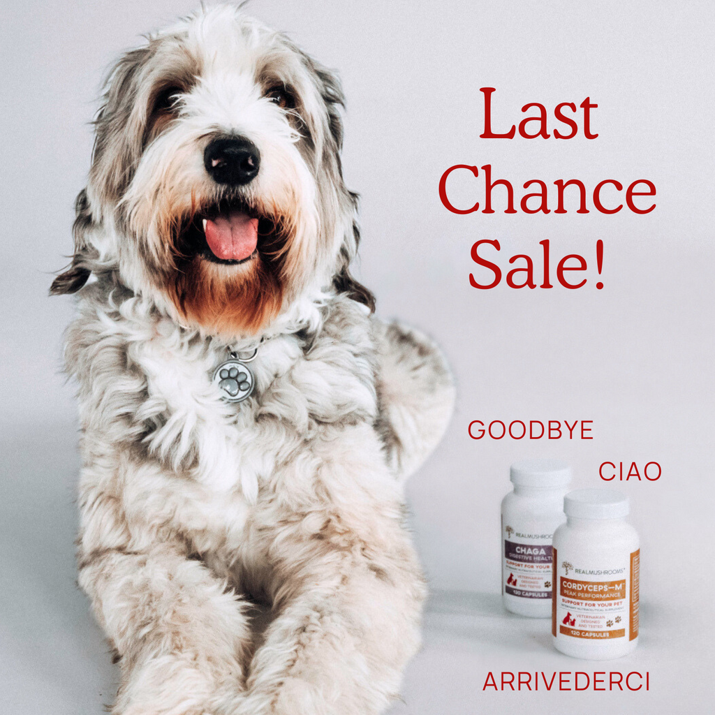 Last chance sale for the Chaga & Cordyceps Pet Capsules Bundle from Real Mushrooms.